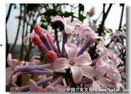 国产丁香网,探索中医药文化的瑰宝与传承